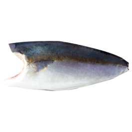 Fresh hamachi fish, gills cut, gutted, wholesale, premium, Japan | Food ...