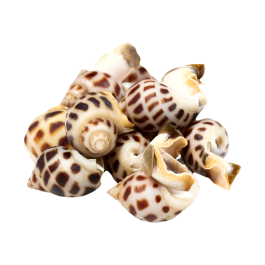 หอยหวาน 50-80 ชิ้น/กก | Food Project