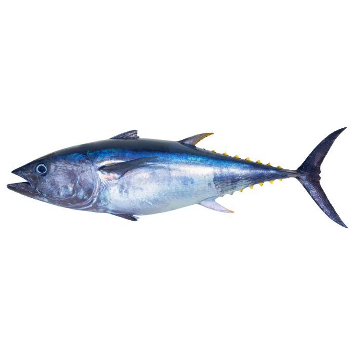 Bluefin tuna, gills cut, gutted, 60 kg., wholesale, premium. Food Project