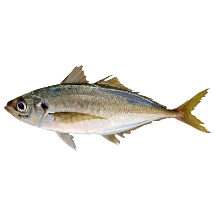Meaji Fish Whole fresh maaji fish, wholesale, premium, Japan | Food Project