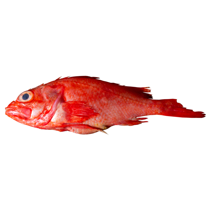 Fresh Emi Kingfish, Wholesale, Premium, Japan | Food Project